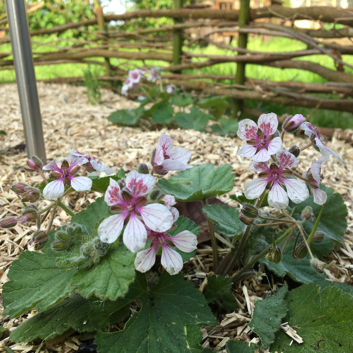 ÉRODIUM ‘SWEETHEART’ (Erodium pelargoniflorum ‘Sweetheart’)