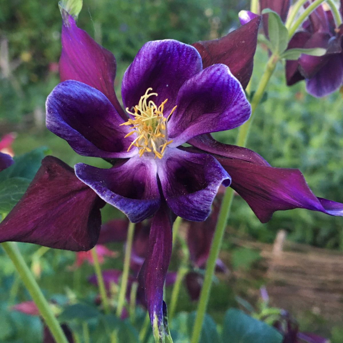 ANCOLIE À FLEURS DOUBLES (Aquilegia vulgaris)