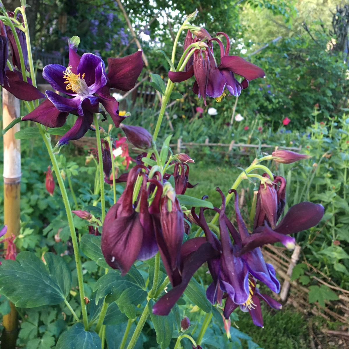 ANCOLIE À FLEURS DOUBLES (Aquilegia vulgaris)