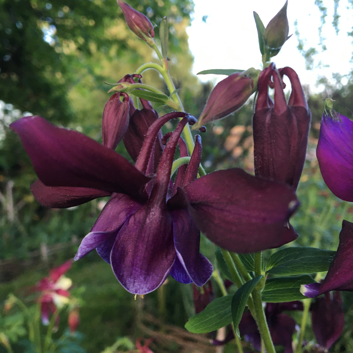 ANCOLIE À FLEURS DOUBLES (Aquilegia vulgaris)