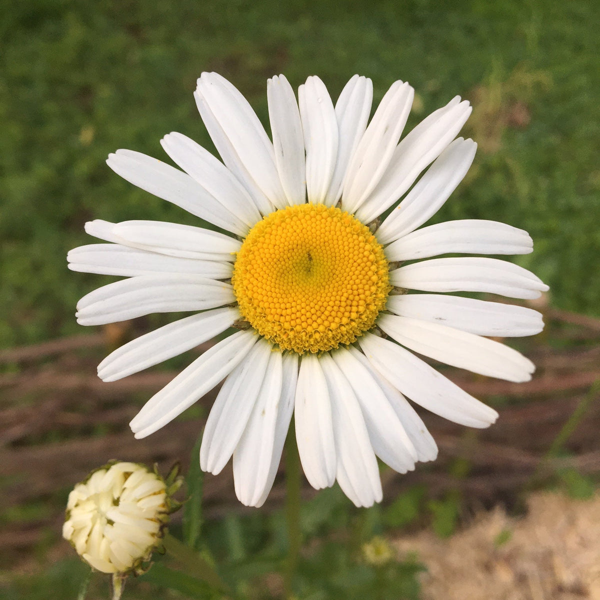 MARGUERITE ‘ALASKA’ (Leucanthemum × superbum ‘Alaska’)