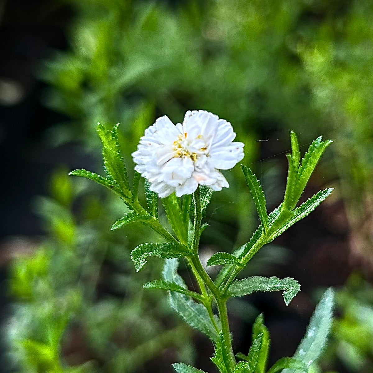 ACHILLÉE PTARMIQUE (Achillea ptarmica)