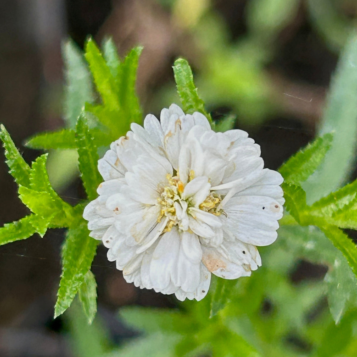 ACHILLÉE PTARMIQUE (Achillea ptarmica)