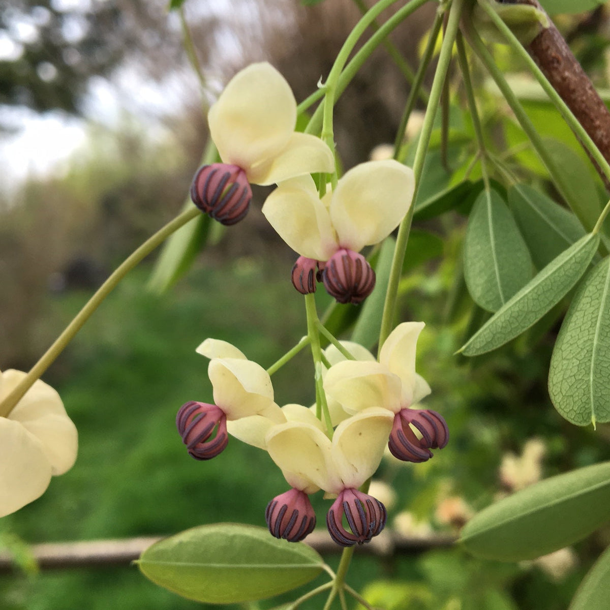 AKÉBIA "VIGNE CHOCOLAT" (Akebia quinata)