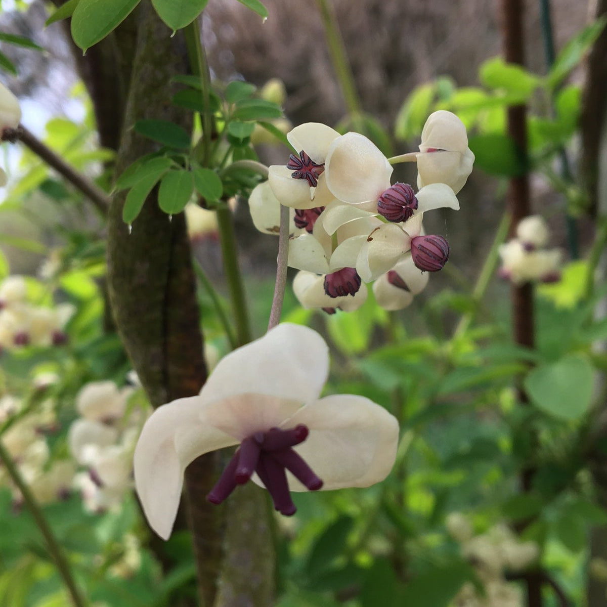AKÉBIA "VIGNE CHOCOLAT" (Akebia quinata)