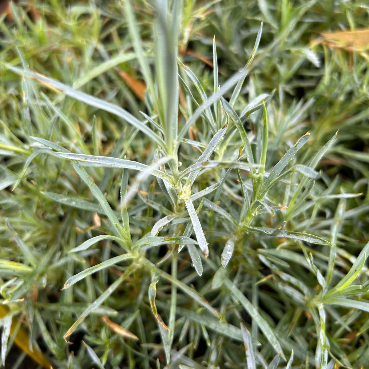 ŒILLET PLUMARIUS (Dianthus plumarius)