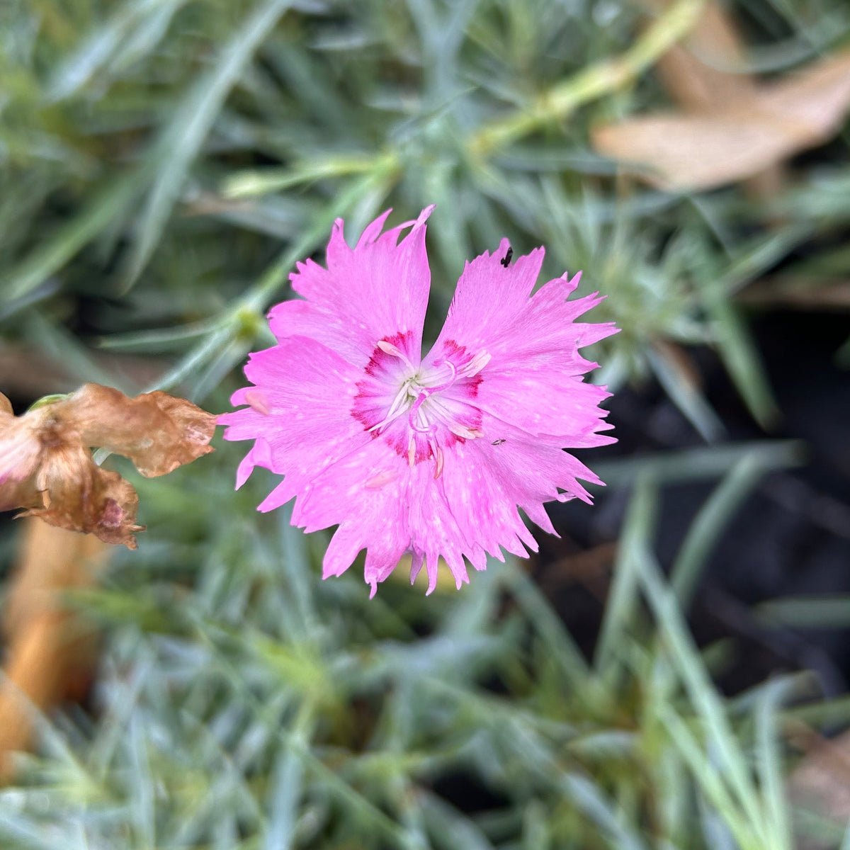 ŒILLET PLUMARIUS (Dianthus plumarius)