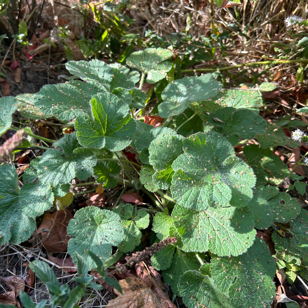 ÉRODIUM ‘SWEETHEART’ (Erodium pelargoniflorum ‘Sweetheart’)