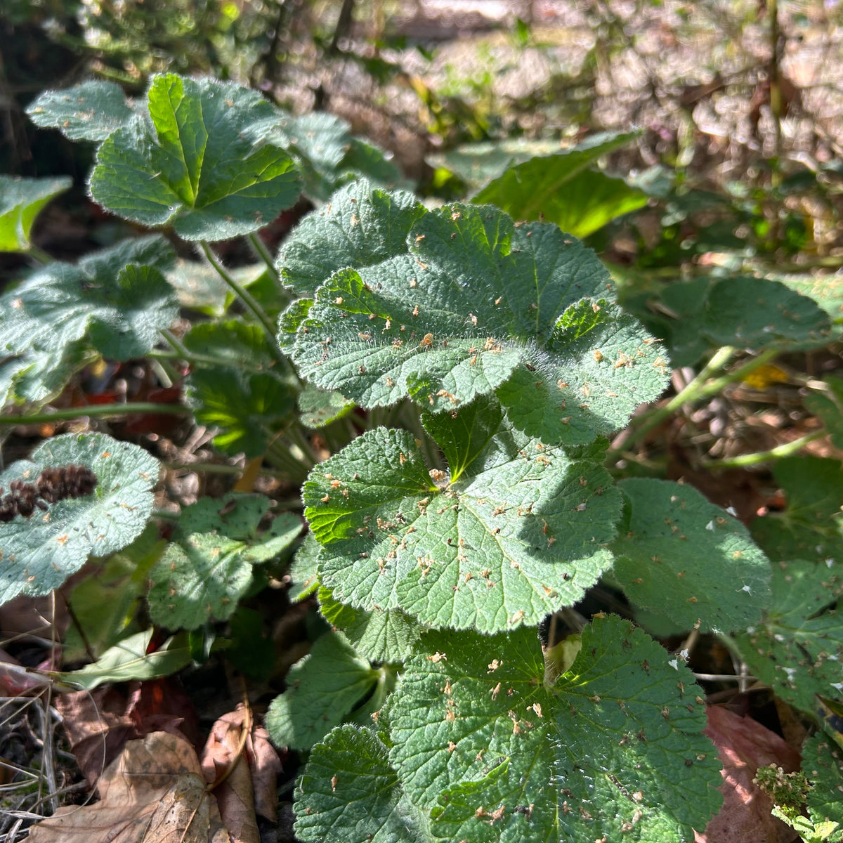ÉRODIUM ‘SWEETHEART’ (Erodium pelargoniflorum ‘Sweetheart’)