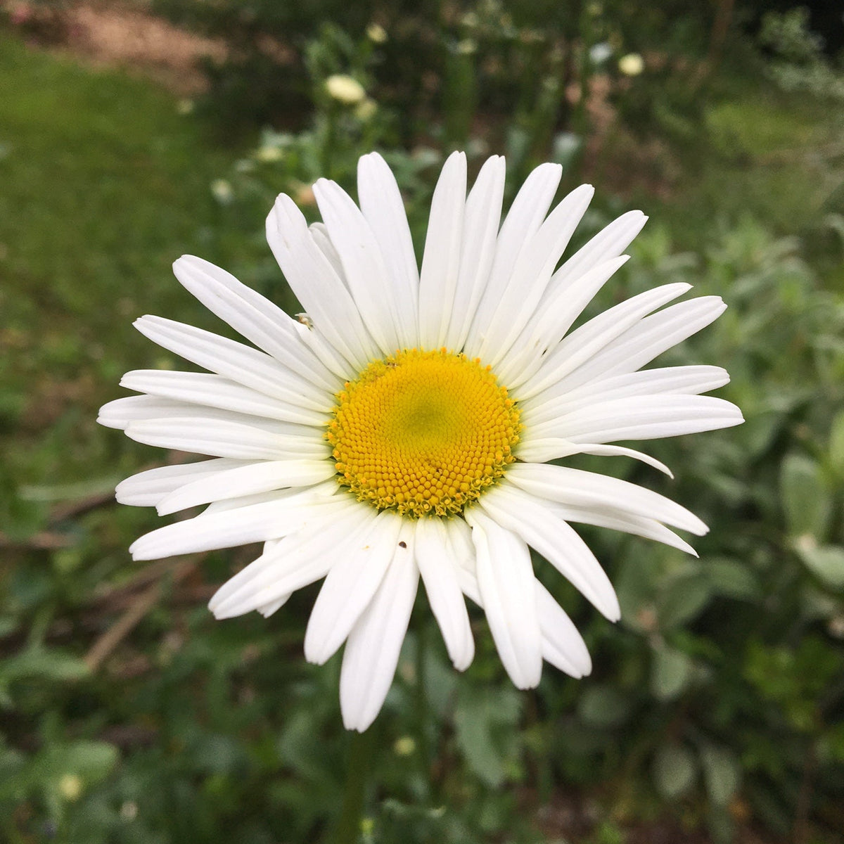 MARGUERITE ‘ALASKA’ (Leucanthemum × superbum ‘Alaska’)