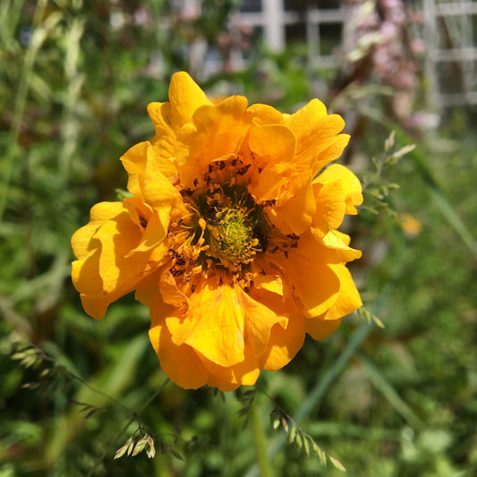 GEUM CHILOENSE 'LADY STRATHEDEN' (Benoîte jaune)