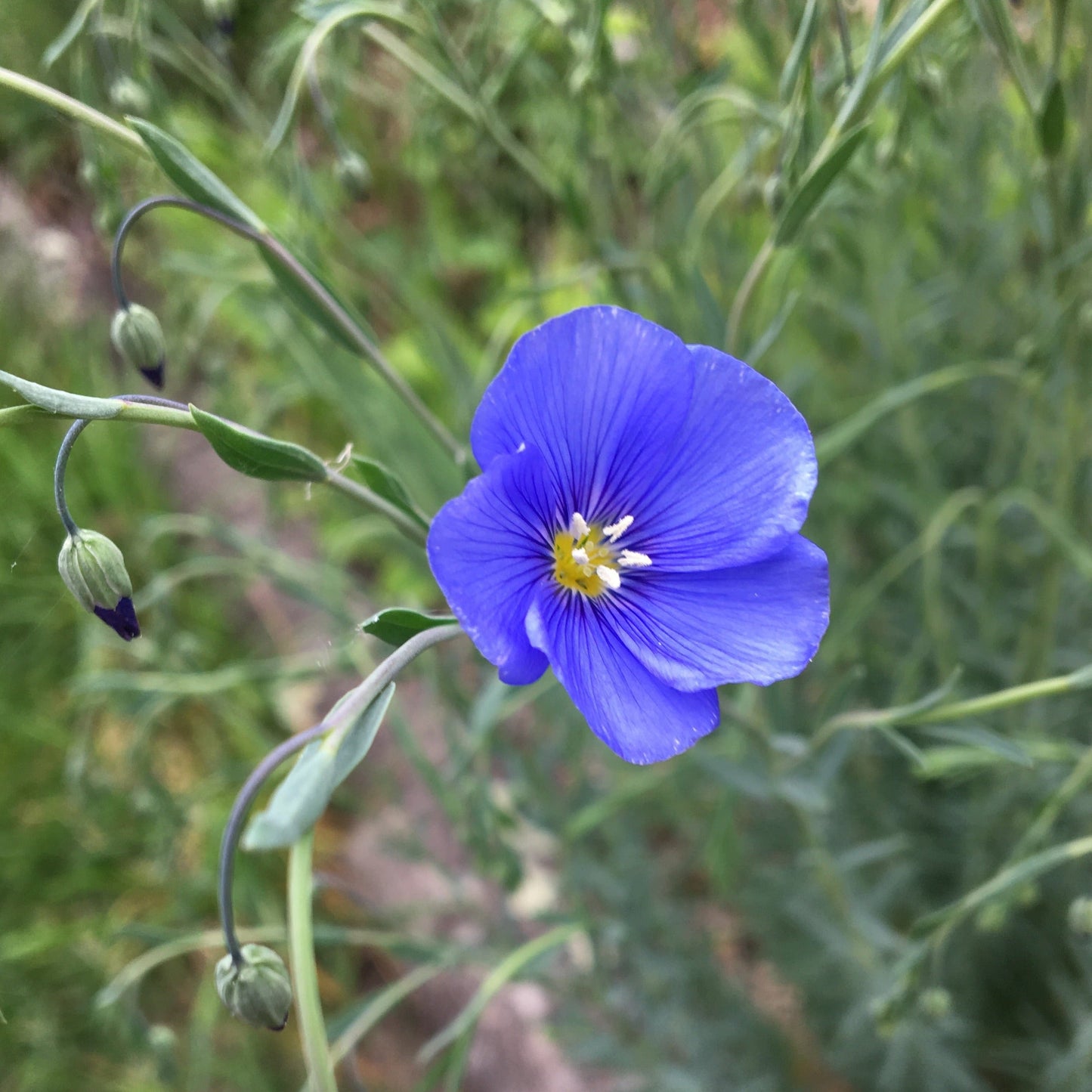 LINUM PERENNE Le Jardin Mellifere
