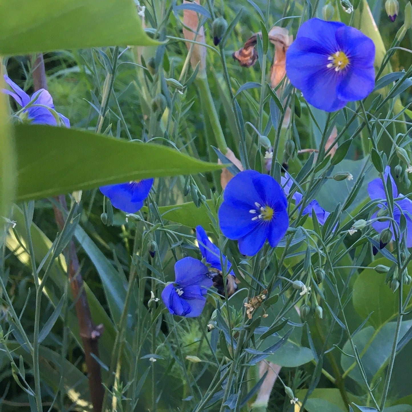 LINUM PERENNE Le Jardin Mellifere