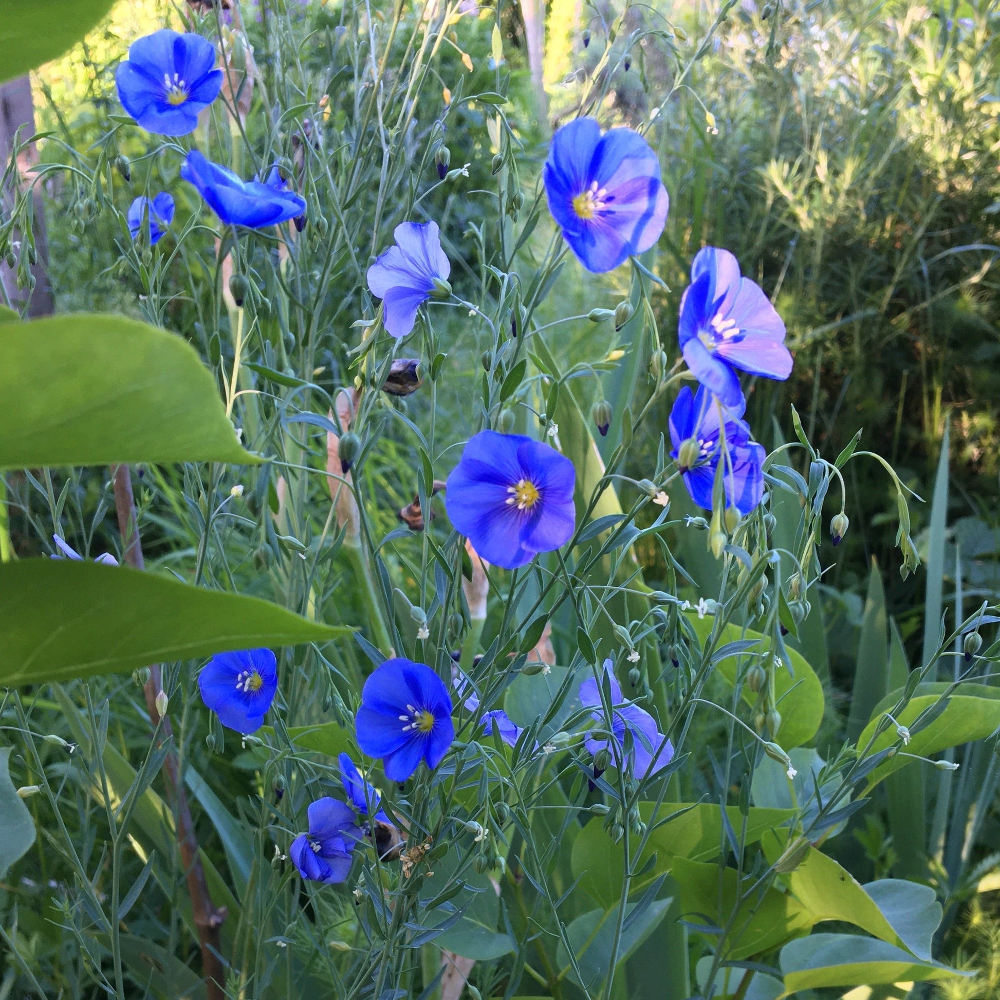 LINUM PERENNE Le Jardin Mellifere