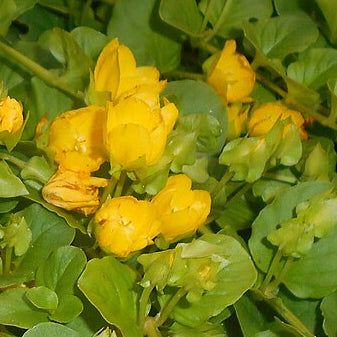 HERBE AUX ÉCUS (Lysimachia nummularia)
