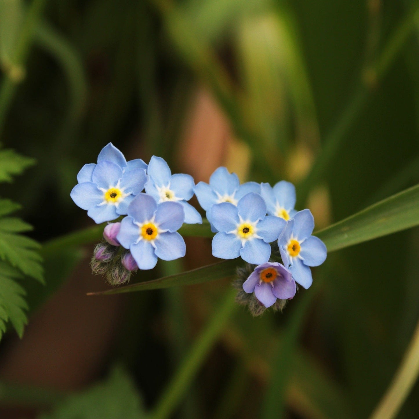 MYOSOTIS DES JARDINS Le Jardin Mellifere