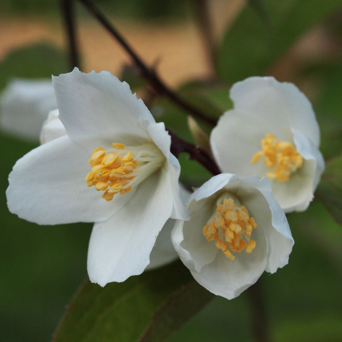 SERINGAT ‘STARBRIGHT’