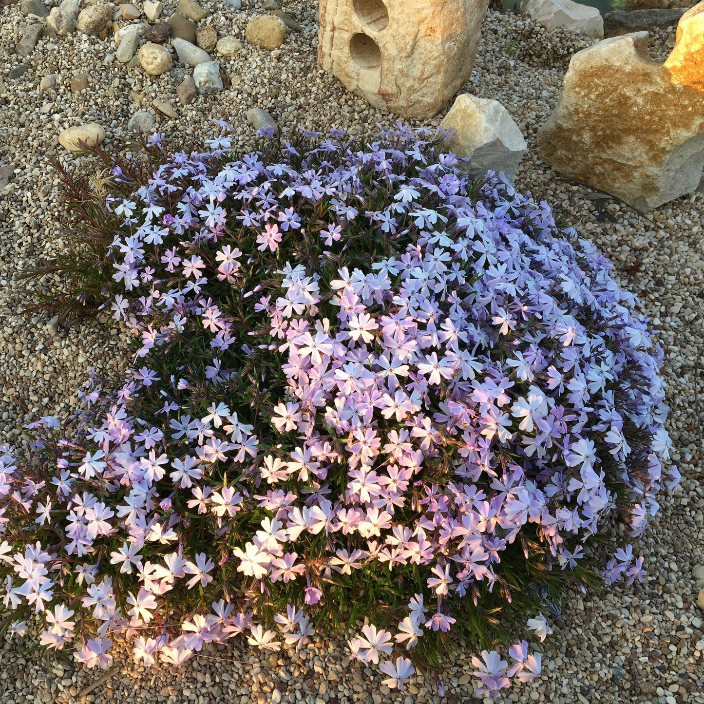 PHLOX SUBULATA BLEU Le Jardin Mellifere