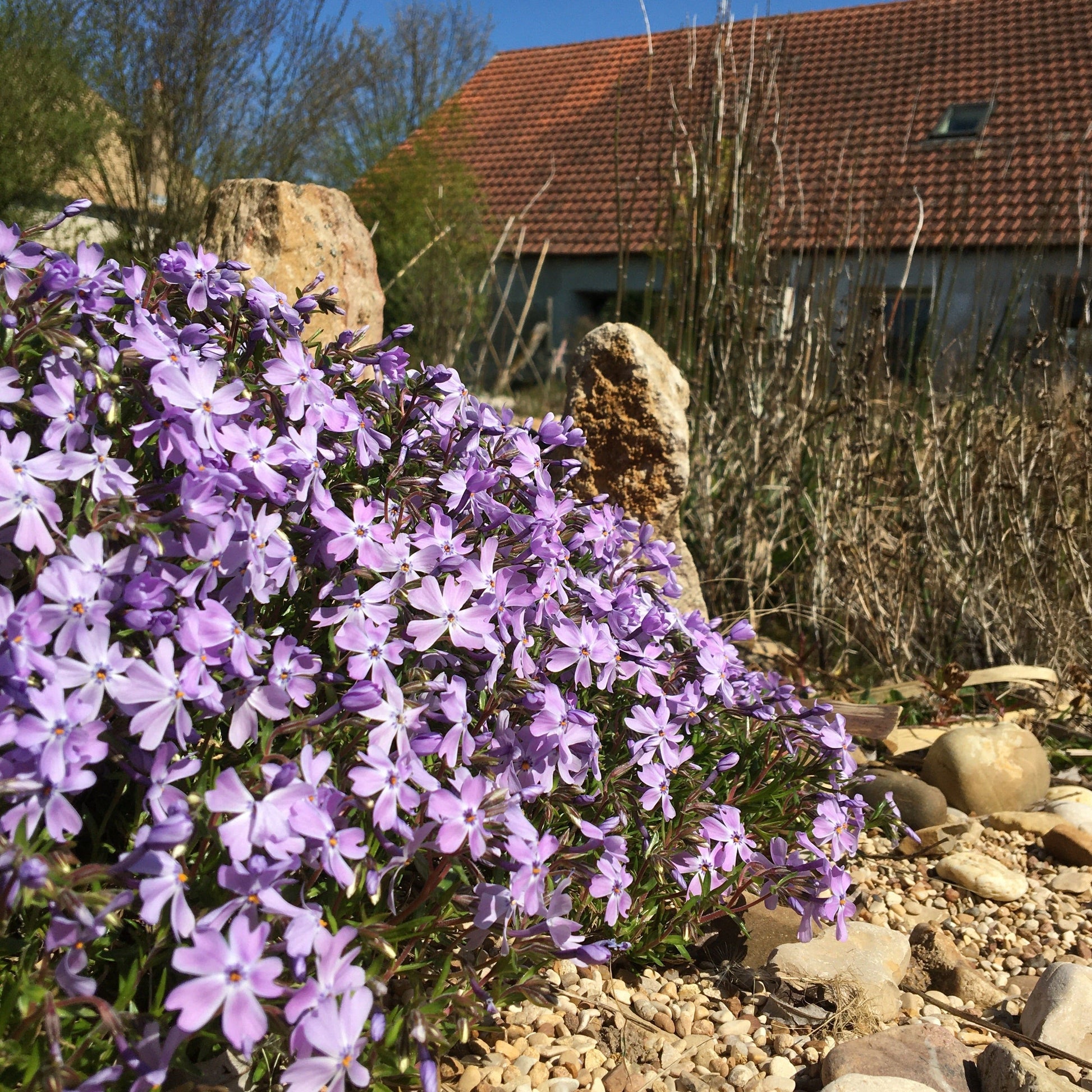 PHLOX SUBULATA BLEU Le Jardin Mellifere