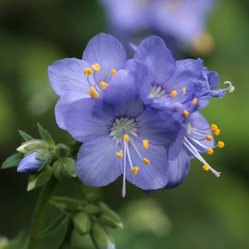 POLEMOINE BLEUE Le Jardin Mellifere