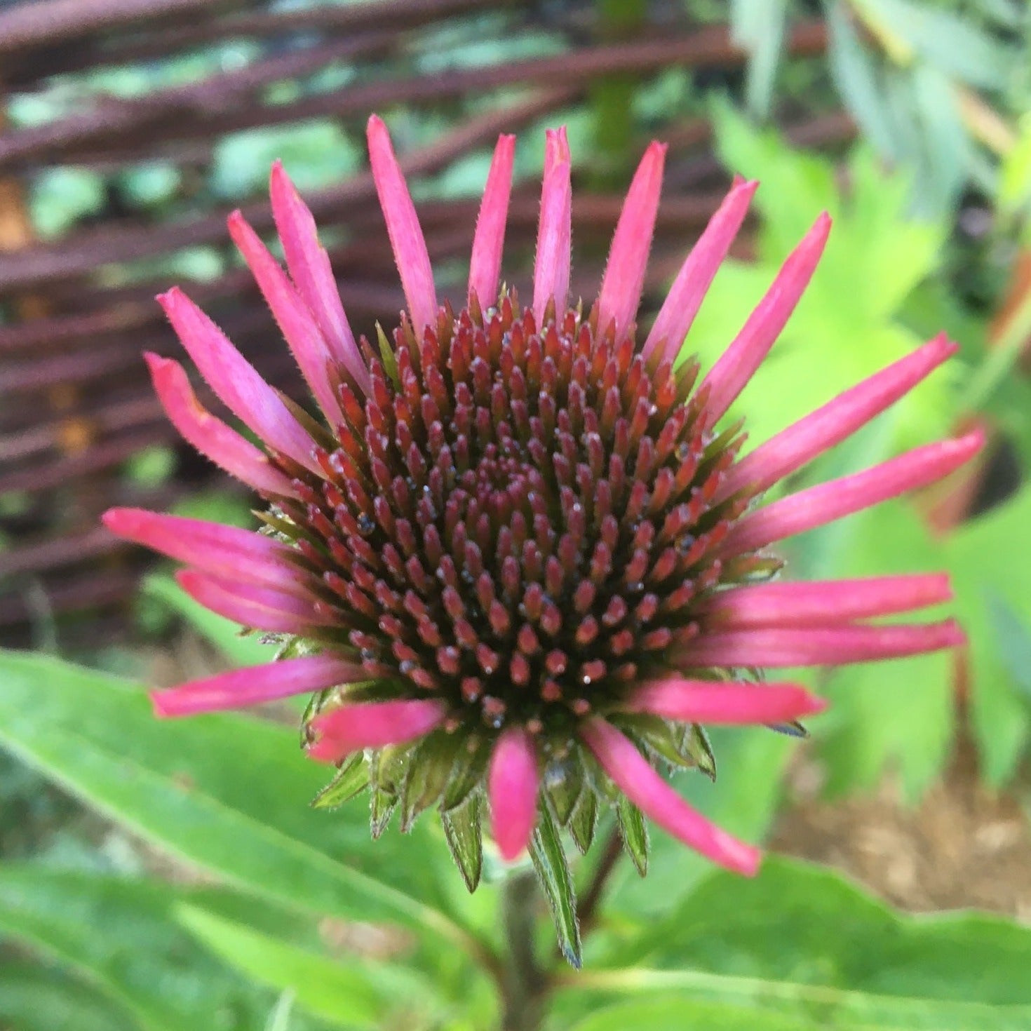 ECHINACEA PURPUREA Le Jardin Mellifere