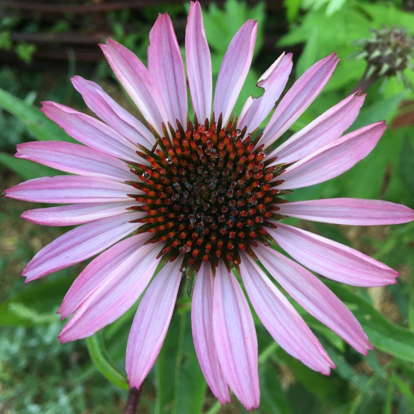 ECHINACEA PURPUREA Le Jardin Mellifere