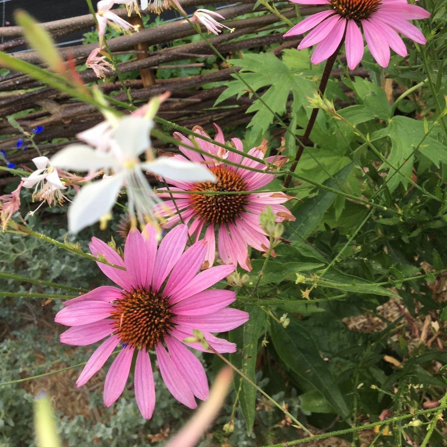 ECHINACEA PURPUREA Le Jardin Mellifere