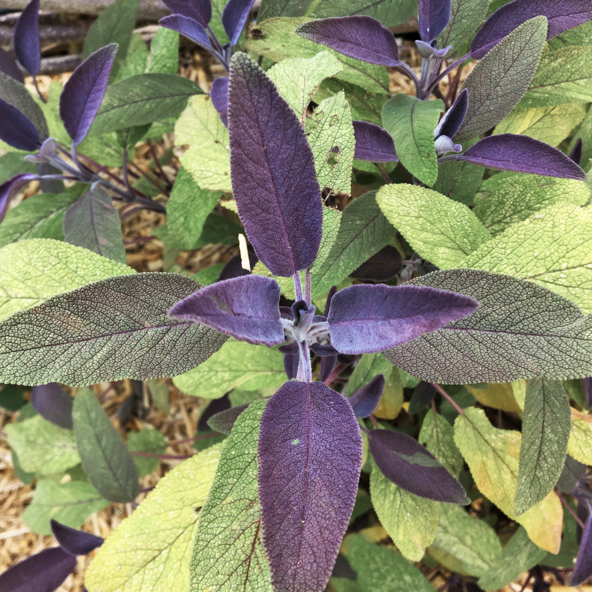 SAUGE OFFICINALE POURPRE Le Jardin Mellifere