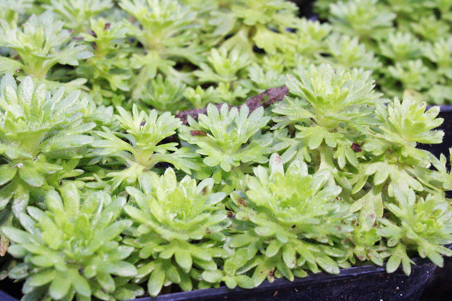 SAXIFRAGE ARENDSII MIX Le Jardin Mellifere