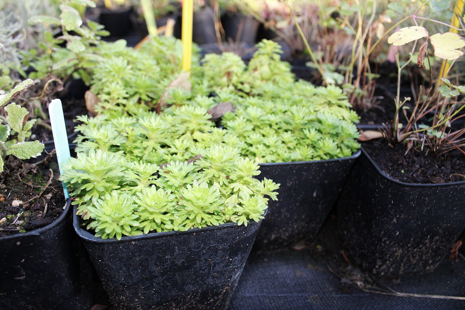 SAXIFRAGE ARENDSII MIX Le Jardin Mellifere