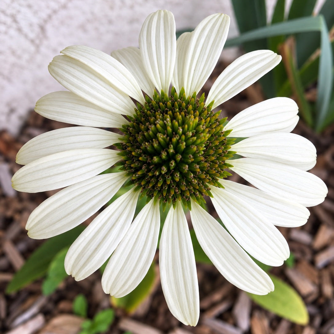 ÉCHINACÉE « white swan » (Echinacea purpurea)