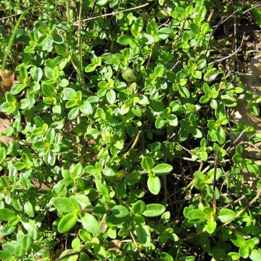 THYM CITRON Le Jardin Mellifere