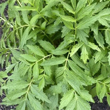 VALÉRIANE OFFICINALE (Valeriana officinalis)
