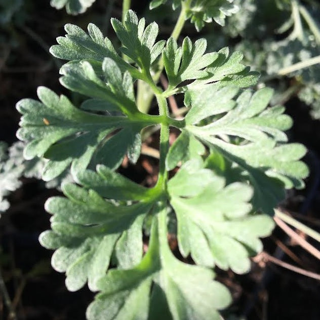 ABSINTHE (Artemisia absinthium)