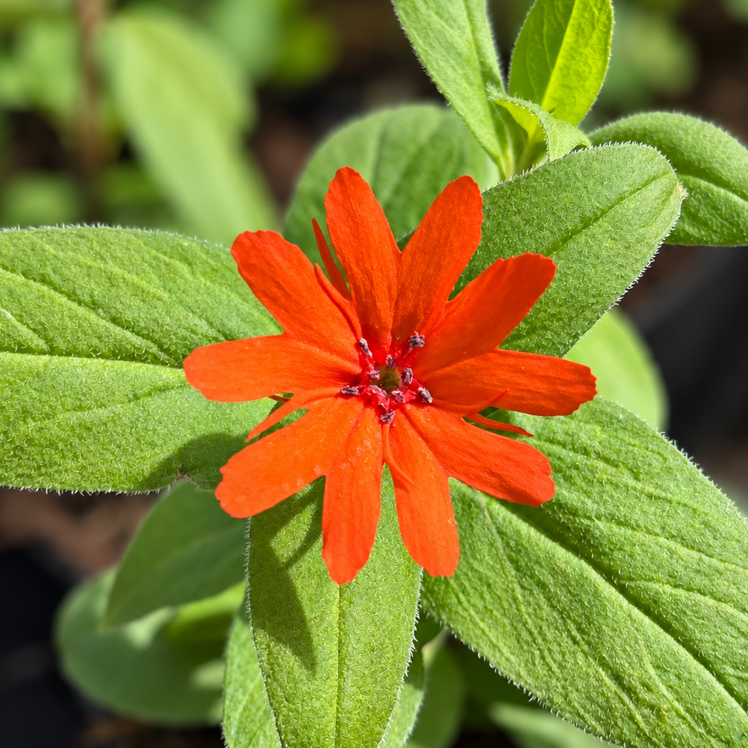 LYCHNIS ‘ORANGE ZWERG’ (Lychnis × arkwrightii ‘Orange Zwerg’)