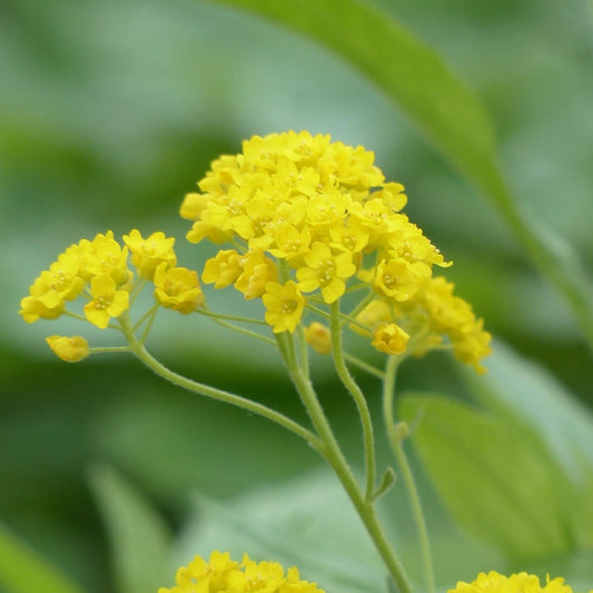 ALYSSE CORBEILLE D'OR (alyssum saxatile)