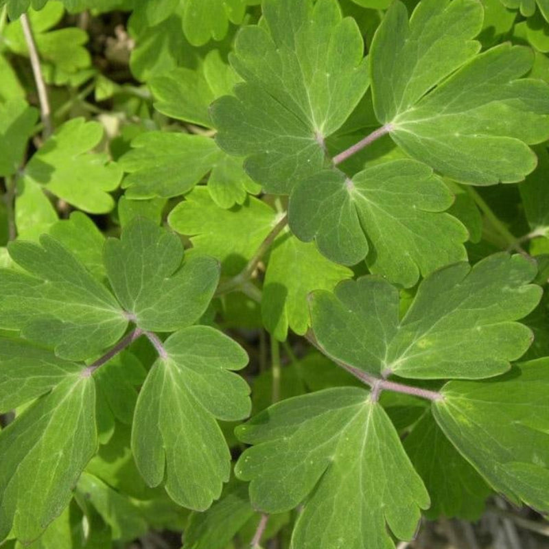 ANCOLIE BLEUE (Aquilegia vulgaris)