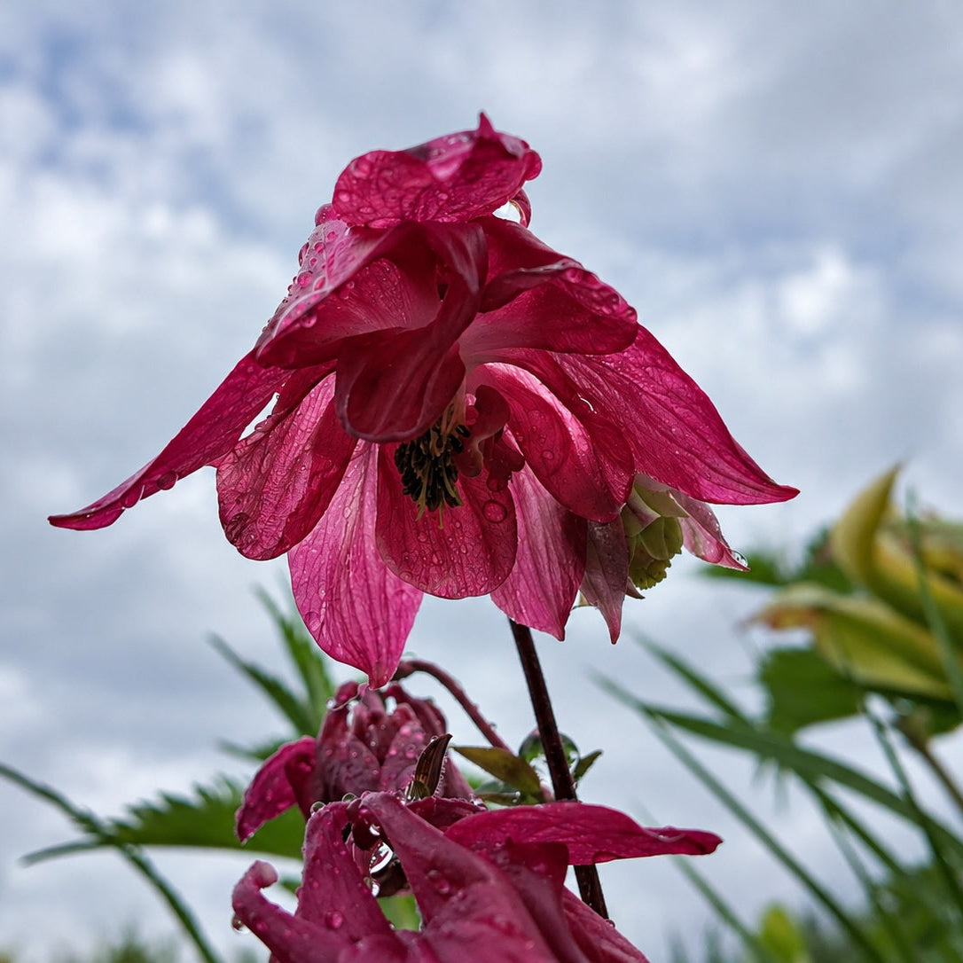 ANCOLIE ROSE CLAIR (Aquilegia vulgaris)