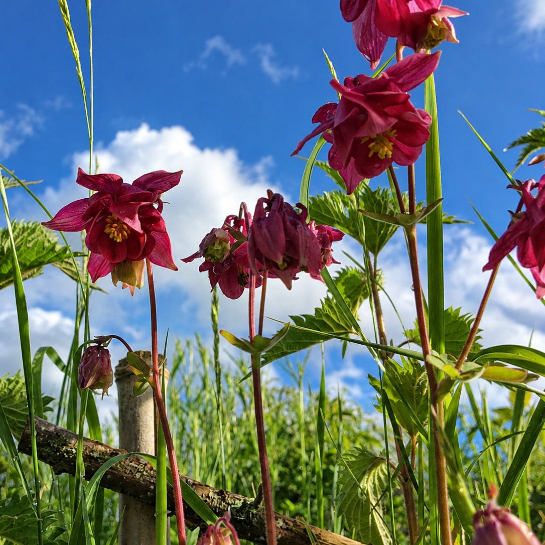 ANCOLIE ROSE CLAIR (Aquilegia vulgaris)
