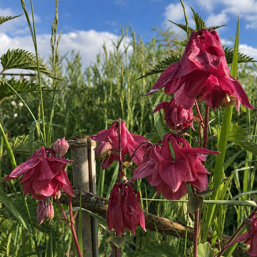 ANCOLIE ROSE CLAIR (Aquilegia vulgaris)