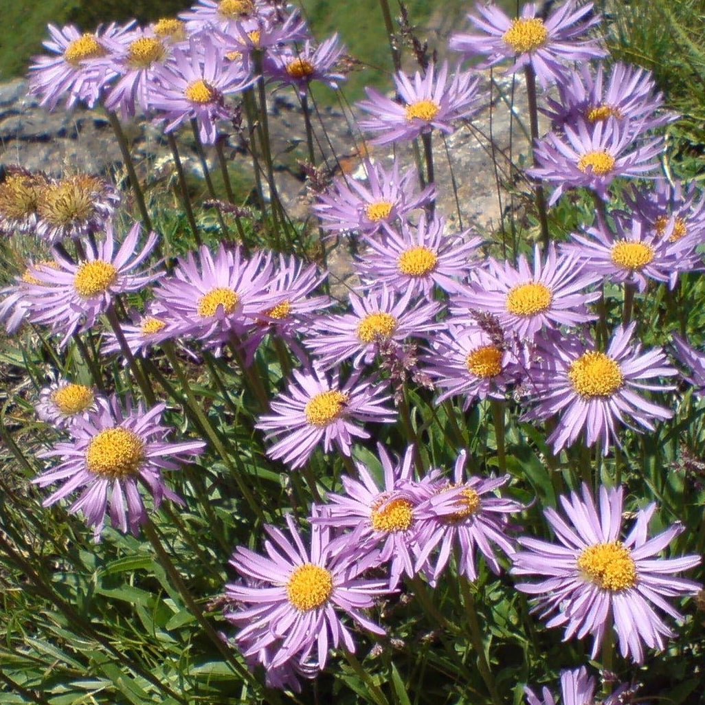 ASTER DES ALPES (Aster alpinus)