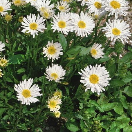 ASTER DES ALPES (Aster alpinus)