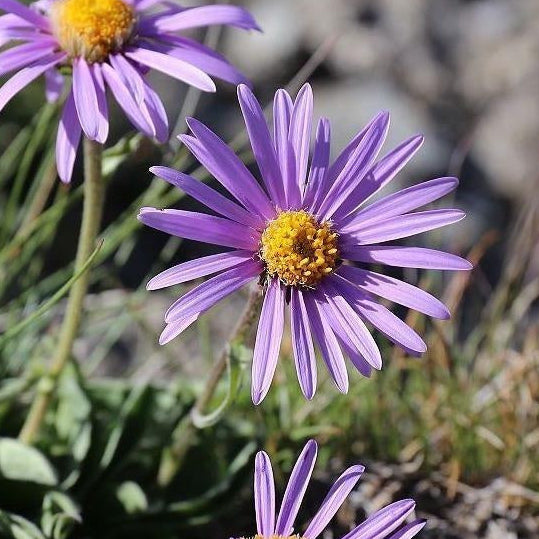 ASTER DES ALPES (Aster alpinus)