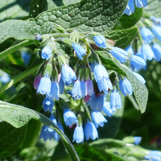 CONSOUDE 'BOCKING 14' (Symphytum x uplandicum 'Bocking 14')