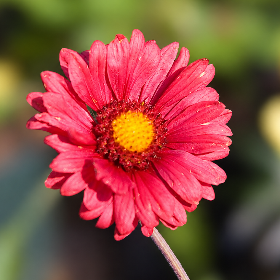 GAILLARDE ‘BOURGOGNE’ (Gaillardia aristata ‘Burgunder’)