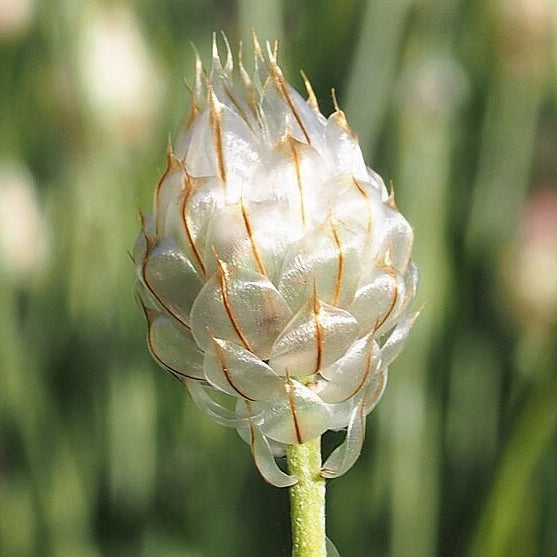 CATANANCHE BLANCHE (Catananche caerulea ‘Alba’)