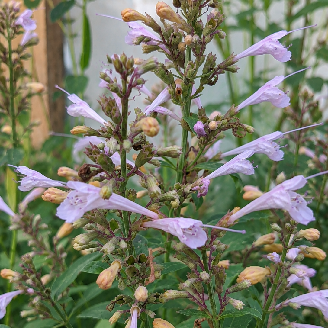 AGASTACHE ‘LAVENDER MARTINI’ (Agastache aurantiaca ‘Lavender Martini’)