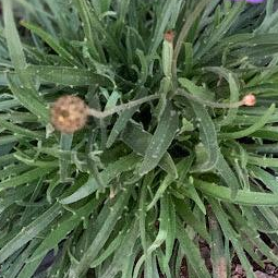 CATANANCHE BLANCHE (Catananche caerulea ‘Alba’)