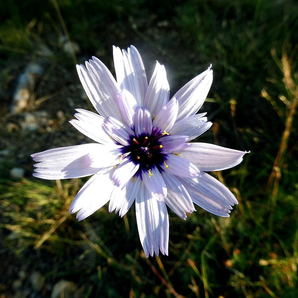 CATANANCHE BLANCHE (Catananche caerulea ‘Alba’)