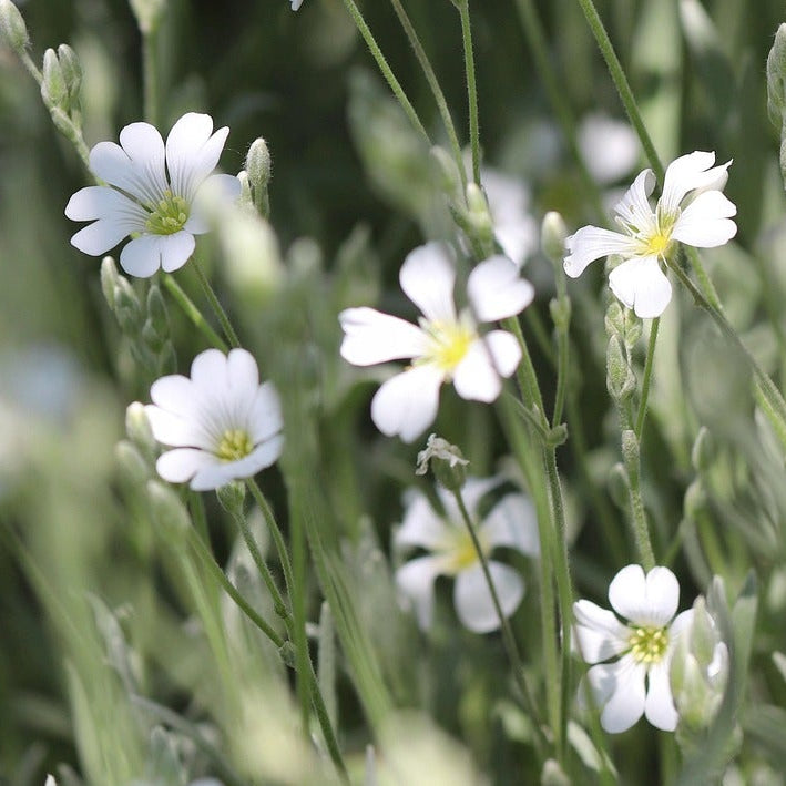 CORBEILLE D’ARGENT (Cerastium tomentosum)